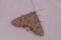 Anarta trifolii
