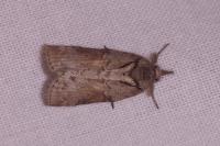 Nycteola revayana