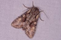 Lacanobia w-latinum