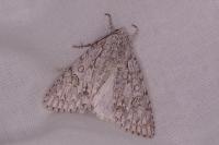 Acronicta aceris