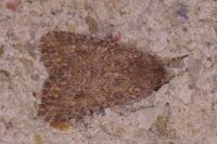 Anarta trifolii