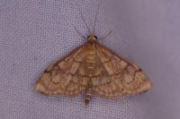 Anania verbascalis