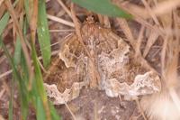 Eulithis prunata