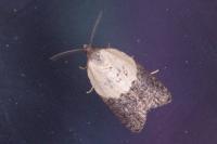 Acleris variegana
