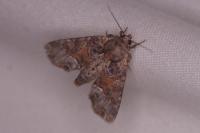 Oligia