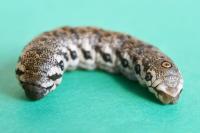 Proserpinus proserpina