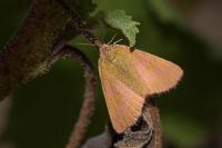 Lythria purpuraria
