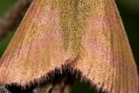 Lythria purpuraria