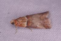 Acrobasis tumidana