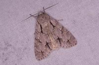 Acronicta psi/tridens