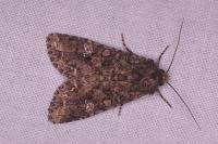 Mamestra brassicae