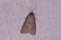 Apaidia mesogona