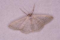 Idaea subsericeata