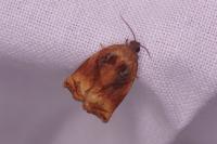 Archips podana
