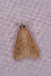 Udea ferrugalis