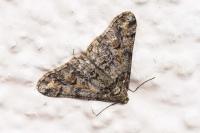 Agriopis leucophaearia