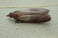 Plodia interpunctella