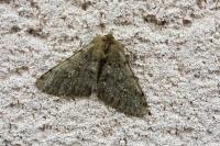 Phigalia pilosaria