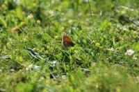 Coenonympha pamphilus