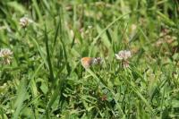 Coenonympha pamphilus