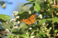 Polygonia c-album