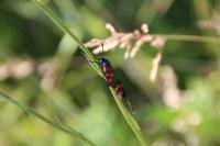 Zygaena trifolii