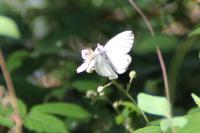 Aporia crataegi