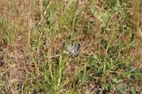 Melanargia galathea