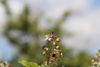 Zygaena trifolii