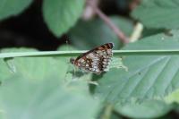 Melitaea athalia