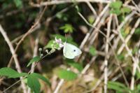 Pieris brassicae
