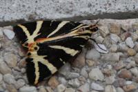 Euplagia quadripunctaria