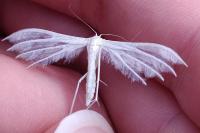 Pterophorus pentadactylus