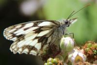Melanargia galathea