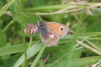 Coenonympha pamphilus