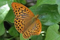 Argynnis paphia
