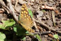 Pararge aegeria