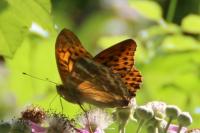 Argynnis paphia