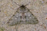 Phigalia pilosaria