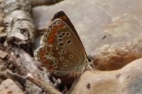 Aricia agestis