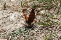 Polygonia c-album