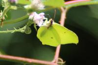 Gonepteryx rhamni
