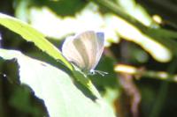 Celastrina argiolus