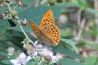 Argynnis paphia