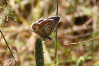 Aricia agestis
