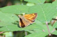 Ochlodes sylvanus