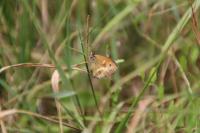 Pyronia tithonus