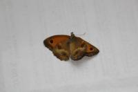 Pyronia tithonus