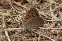 Lycaena phlaeas