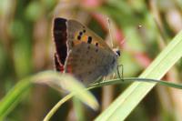Lycaena phlaeas